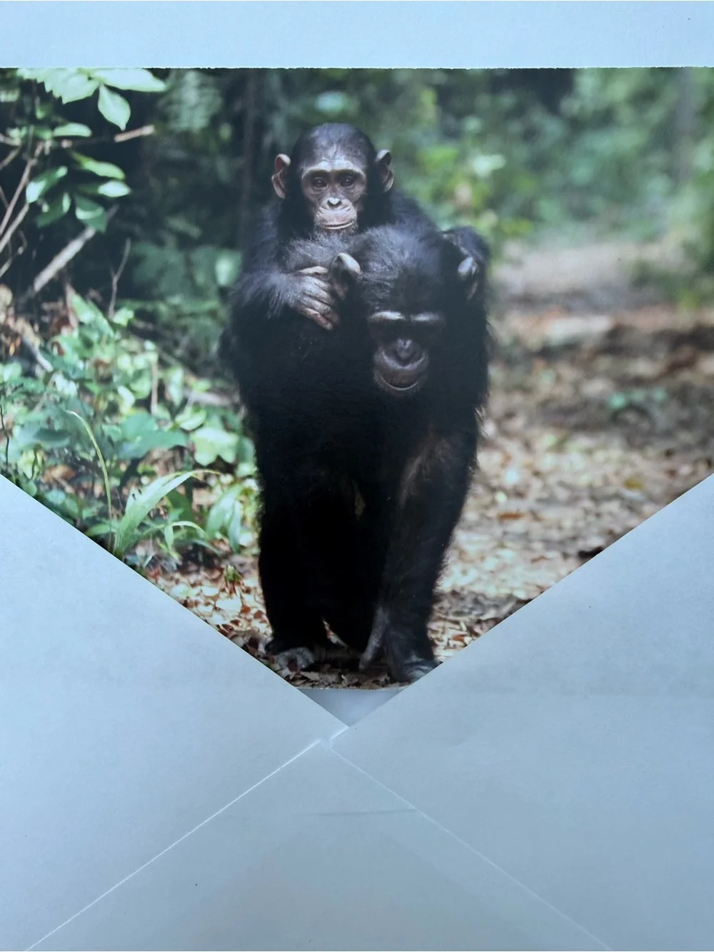 Jane Goodall Institute Greeting Cards Photo Print, Blank, Set 4